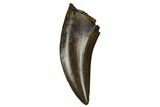 Beautifully, Serrated Tyrannosaur Tooth - Judith River Formation #184595-1